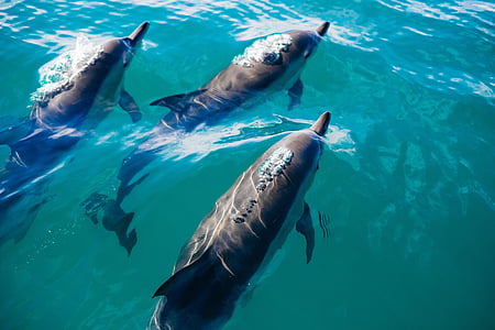 three gray dolphins on body of water thumbnail