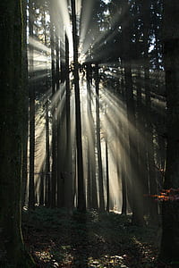 sunlight beam on the forest thumbnail