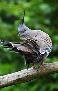 gray and white pigeon on gray branch in close-up photo thumbnail