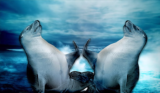 seal in front of ocean wallpaper thumbnail