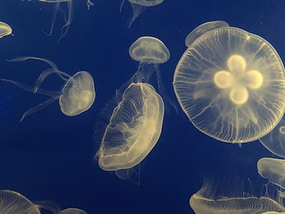 school of jellyfish thumbnail