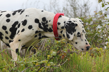 adult dalmatian on grass field thumbnail