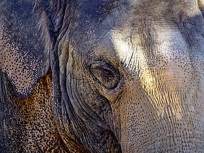 close-up photo of gray elephant thumbnail