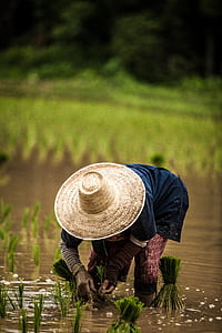 man wearing brown wicket hat holding planting rice grain thumbnail