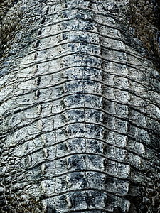 brown alligator thumbnail