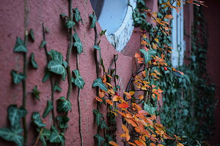 close-up photography of orange and green leafed plants on wall thumbnail