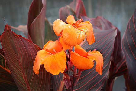 three orange petaled flowers in bloom thumbnail
