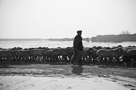 person with wooden with herd of goats thumbnail
