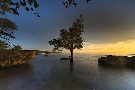 green tree on body of water thumbnail