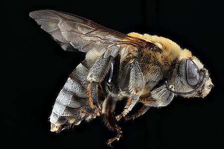 closeup photo of brown and black wasp thumbnail