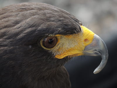 black bird close-up photography thumbnail