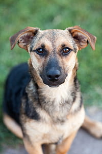 Shallow Focus Photography of Black and Brown Dog thumbnail