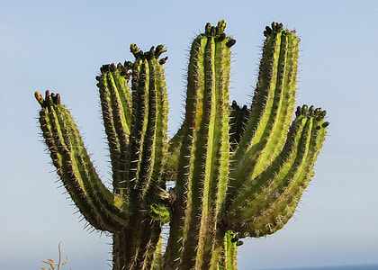 photo of cactus plant thumbnail