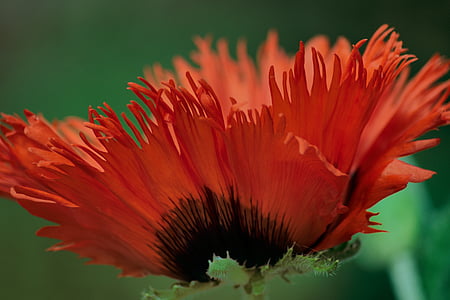 selective focus photography of red petaled flower thumbnail