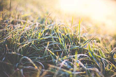 Winter Morning Grass Covered with Hoarfrost thumbnail