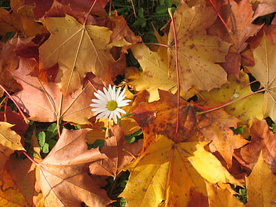 white daisy flower beside brown dried maple leaves closeup photography thumbnail