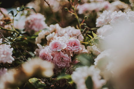 Pink Flowers thumbnail