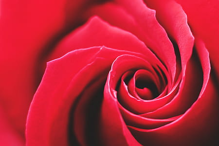Red Rose Flowers thumbnail