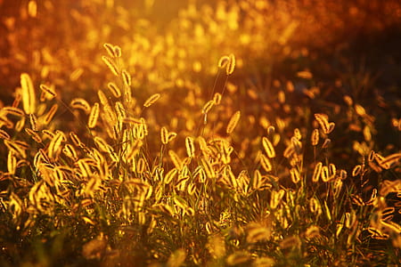 brown grass thumbnail