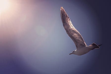 low angle photography of flying gull under blue sky thumbnail