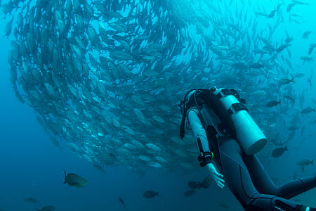 person diving near fish thumbnail