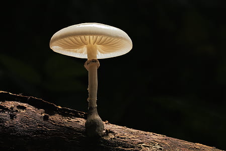 shallow focus photography of white mushroom thumbnail