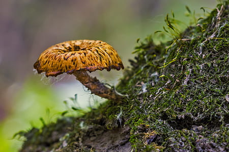 closeup photo of brown mushroom on field thumbnail