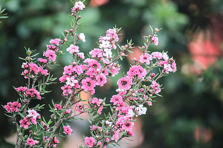 Selective Focus Photography of Pink Petaled Flowers thumbnail