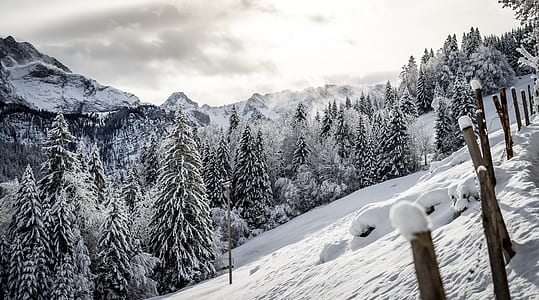 tall trees covered with snow thumbnail