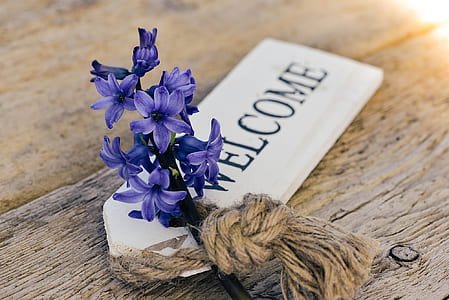 purple hyacinth flowers on white welcome tag signage on brown wooden surface thumbnail