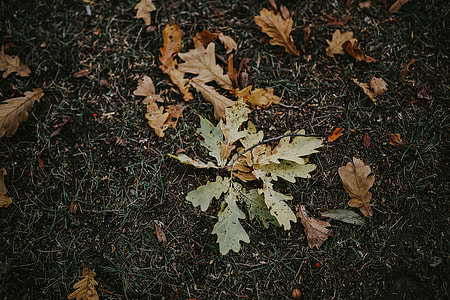 Autumn leaves on the ground thumbnail