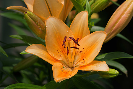 yellow flower with green leaf thumbnail
