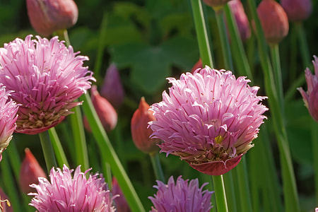 Chives, Allium Schoenoprasum thumbnail