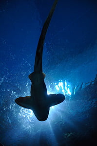 white and gray shark thumbnail