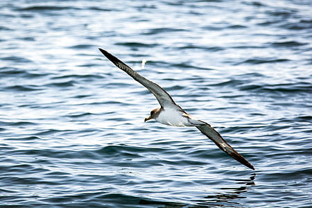 white and brown bird near body of water thumbnail