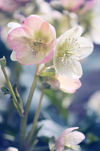 white and pink flowers thumbnail