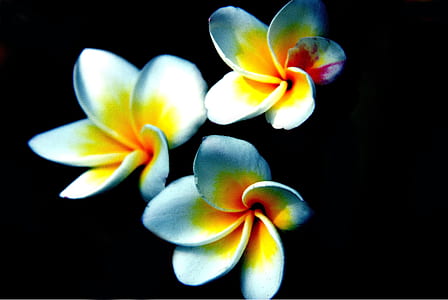 selective focus photography of white-and-yellow petaled flowers thumbnail