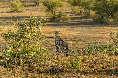 black and brown cheetah sitting near bush during daytime thumbnail