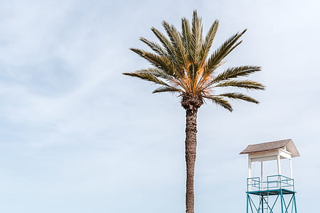 brown tree near lifeguard tower thumbnail