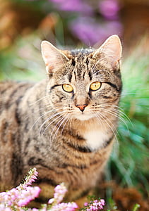 close-up photo of brown and black tabby cat thumbnail
