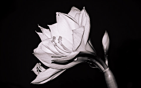 black and white photography of a flower thumbnail