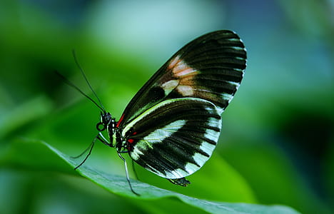 Black and White Butterfly on Green Leaf during Daytime thumbnail