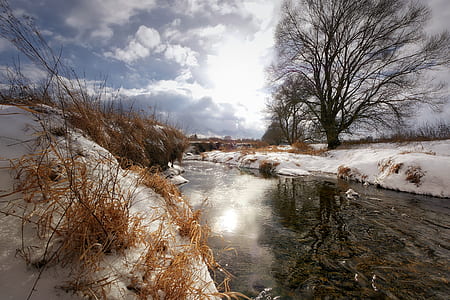 water stream surrounded with withered trees and grass thumbnail