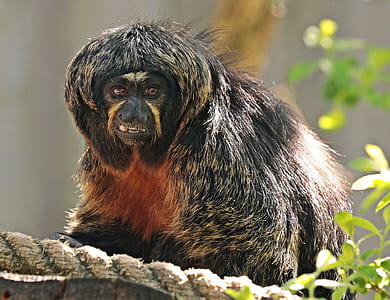 close-up photo of black and brown animal during daytime thumbnail
