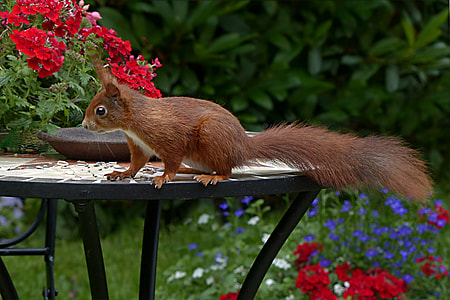 brown squirrel on patio table thumbnail
