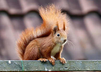 selective focus photo of red squirrel thumbnail