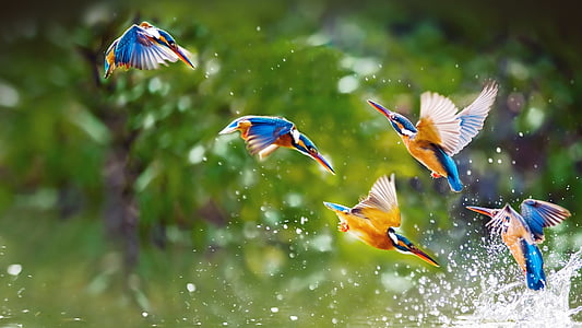flock of Blue-eared kingfishers thumbnail