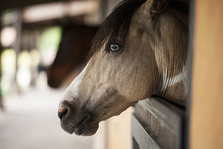 gray horse head selective focus photography thumbnail