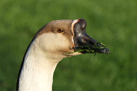 brown duck with grass on beak thumbnail