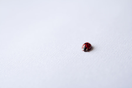ladybug on white surface thumbnail